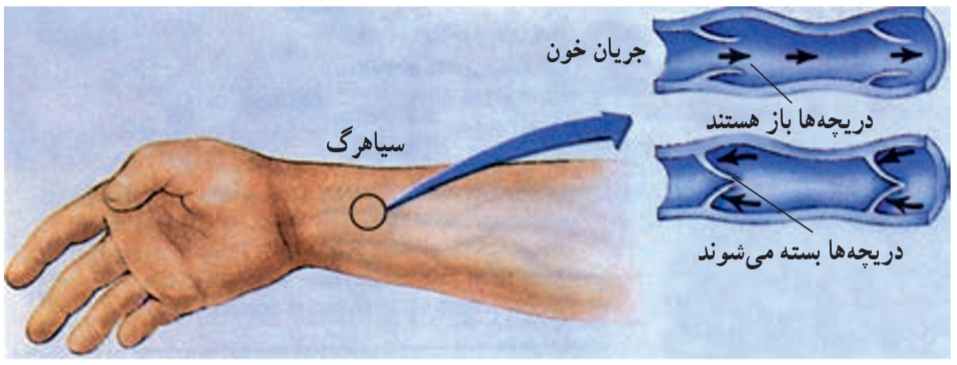دریچه‌ها جریان خون یک طرفه به سوی قلب را سبب می‌شوند.