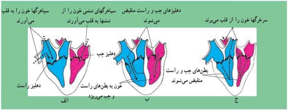 مراحل زنش قلب