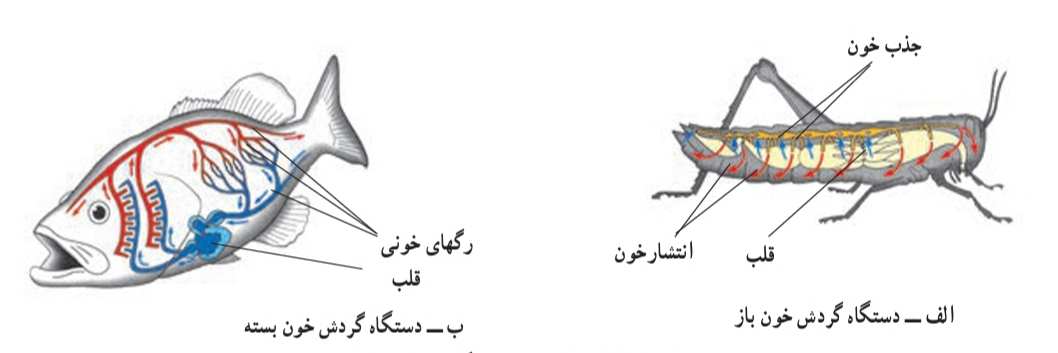 مقایسه دو نوع گردش خون باز و بسته