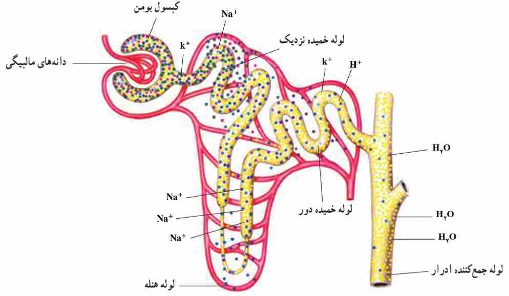 ساختمان و کار یک لوله ادرارساز