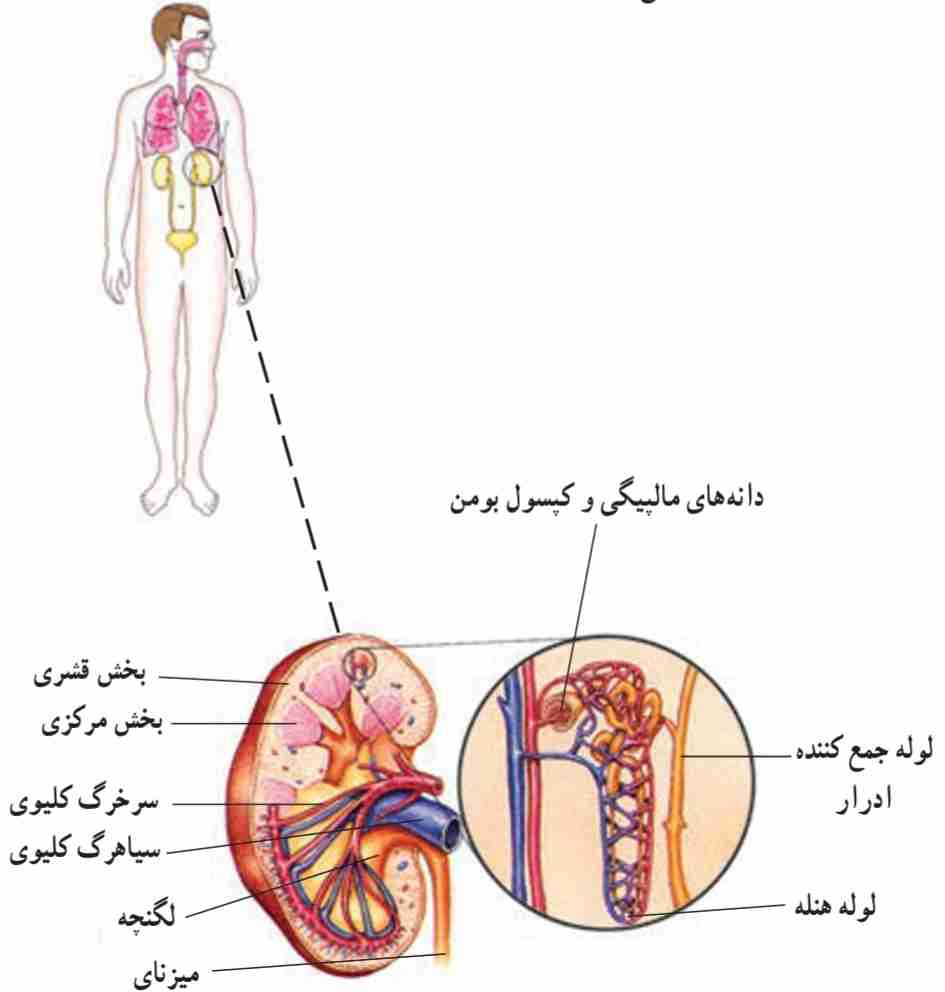 ساختمان درونی کلیه