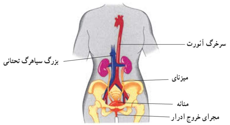 نمایش دستگاه دفع ادرار