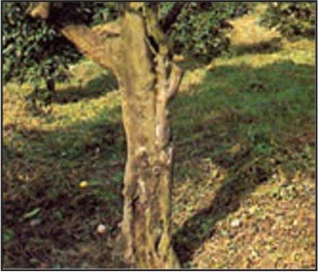 گوموز (مرکبات) 