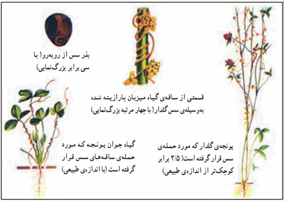 سس