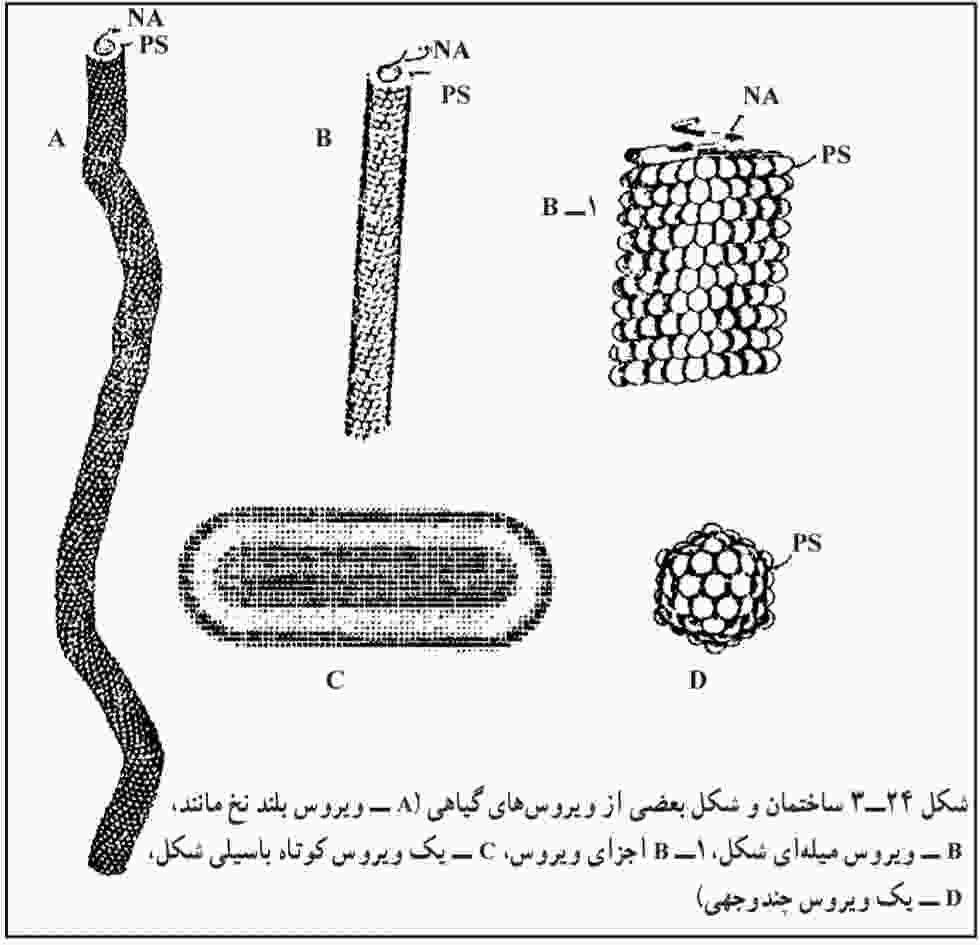 ساختمان و شکل بعضی از ویروس‌های گیاهی