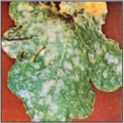 سفیدک سطحی جالیز