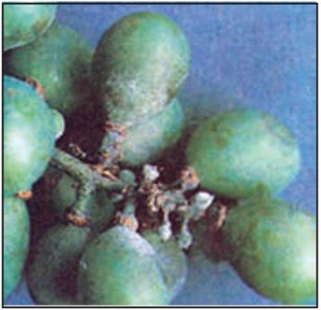 سفیدک حقیقی (سطحی) انگور