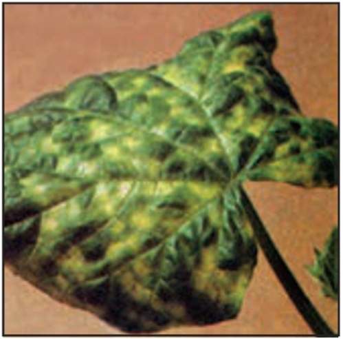 سفیدک داخلی خیار