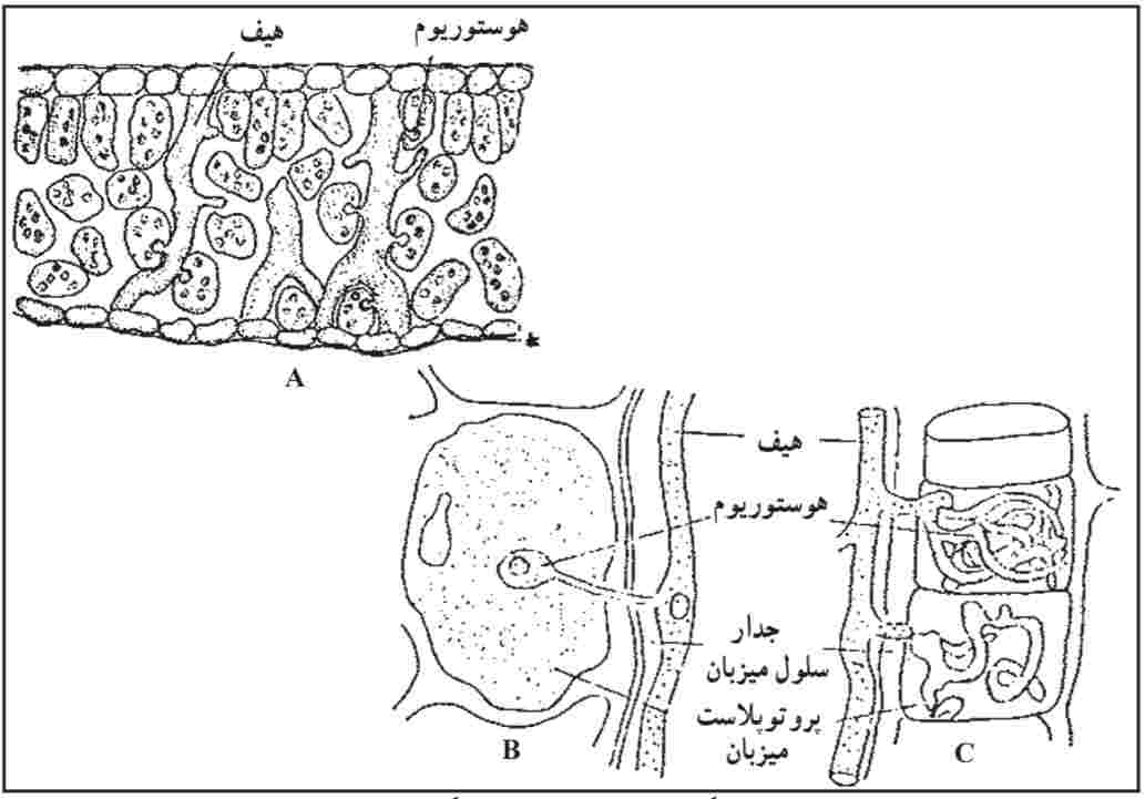نمایش سه نوع مكينه