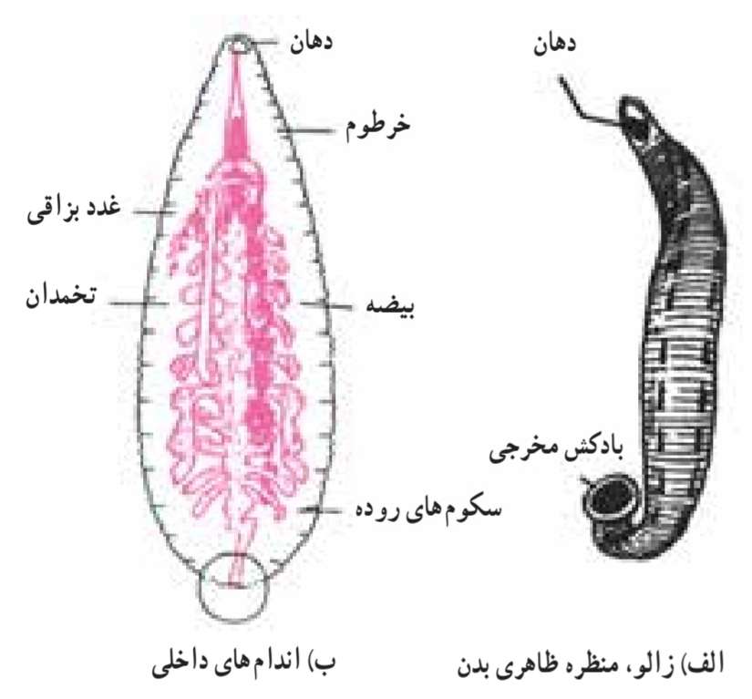 زالو