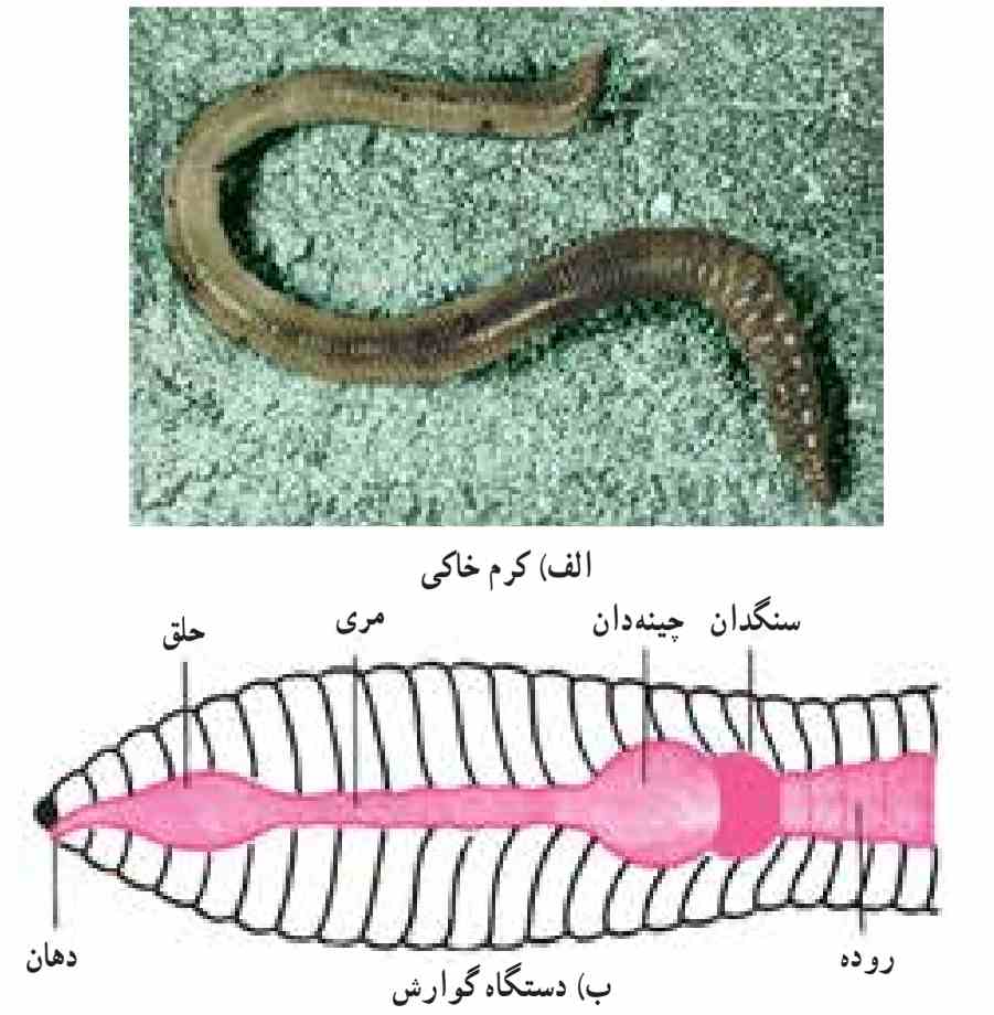 کرم خاکی