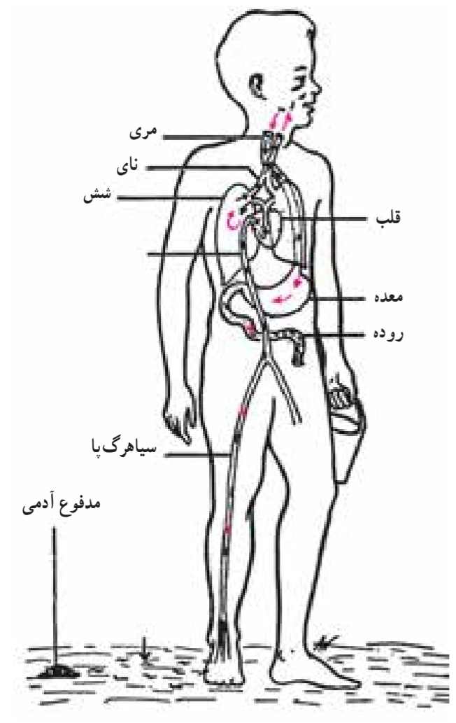راه آلوده شدن انسان به کرم قلابدار