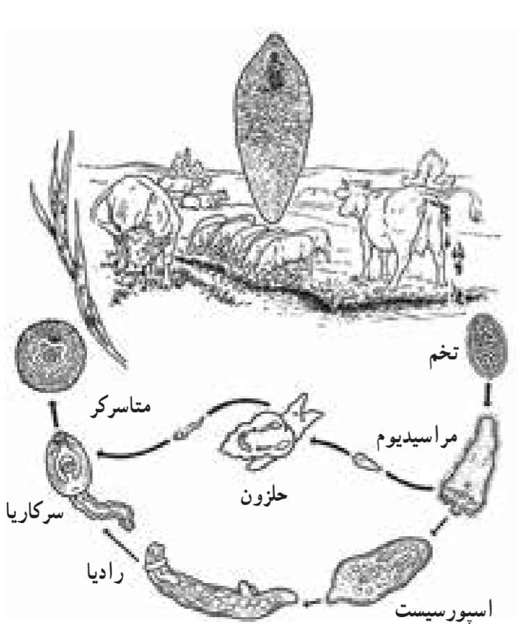 چرخه زندگی کرم کپلک