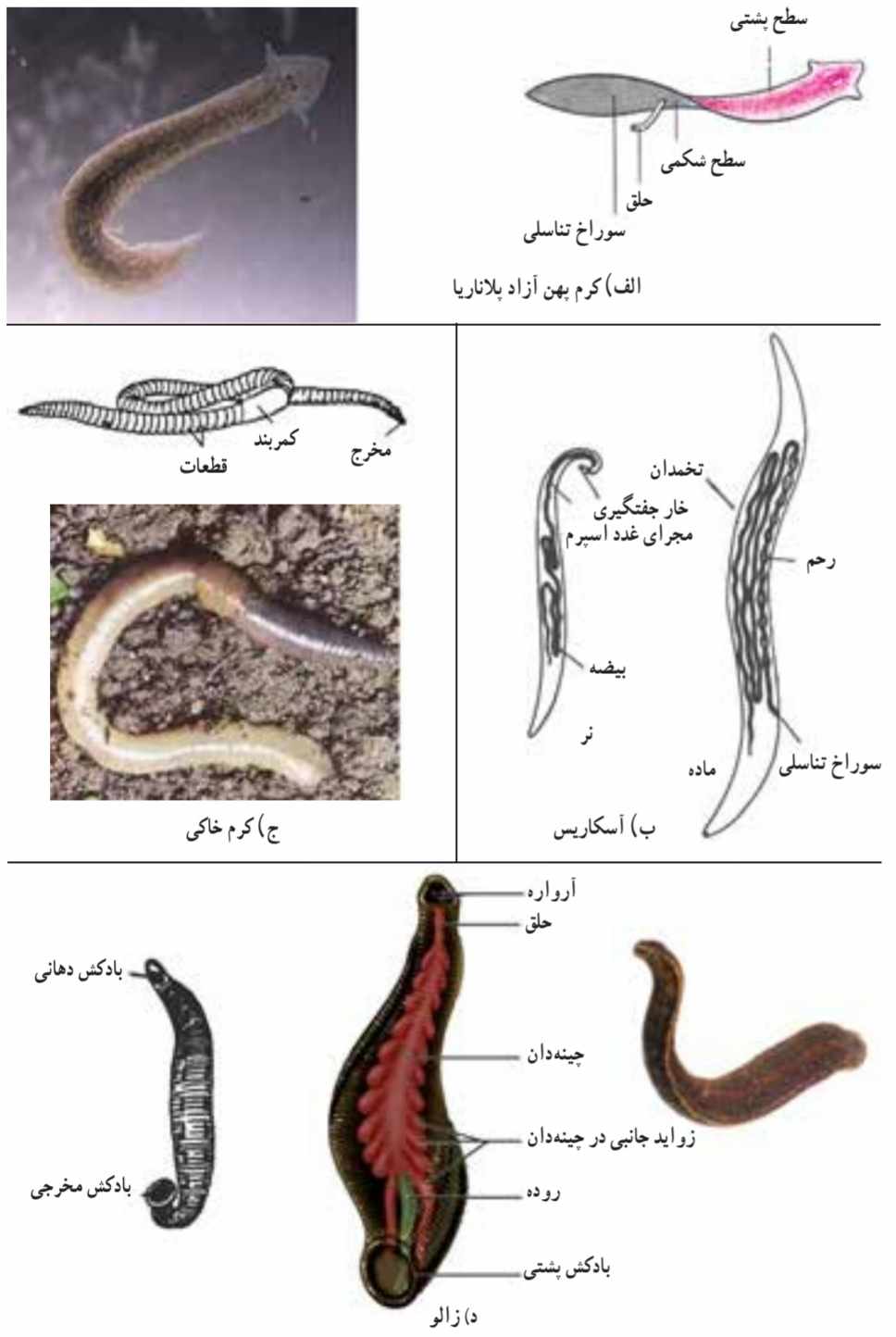 چند نوع کرم
