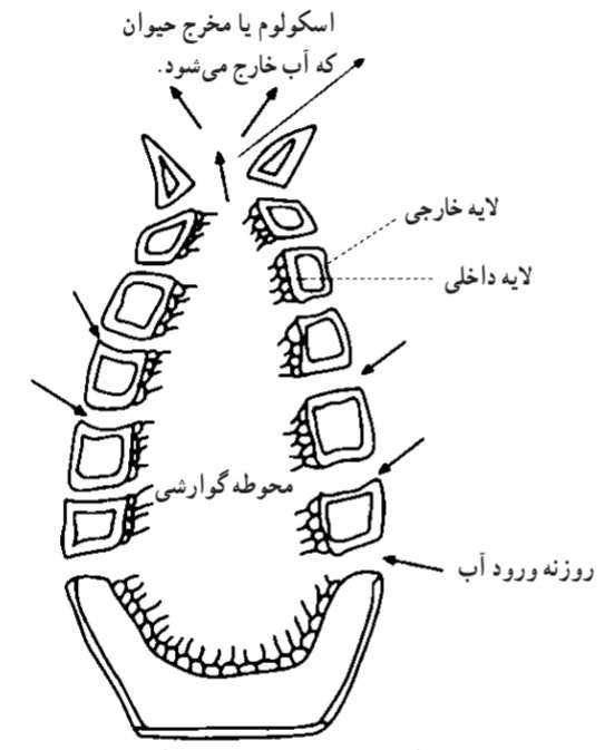 شمای ساختمانی یک اسفنج