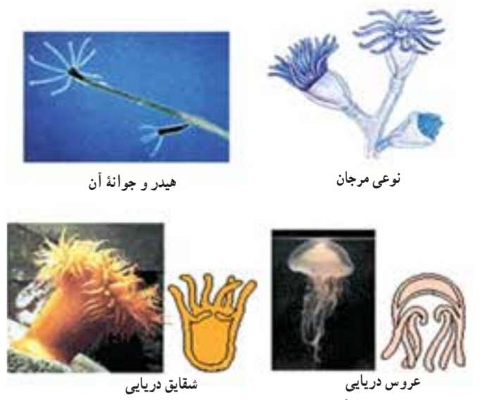 کیسه تنان همگی آبزی‌اند و بیشتر در دریاهای گرم و کم عمق زندگی می‌کنند