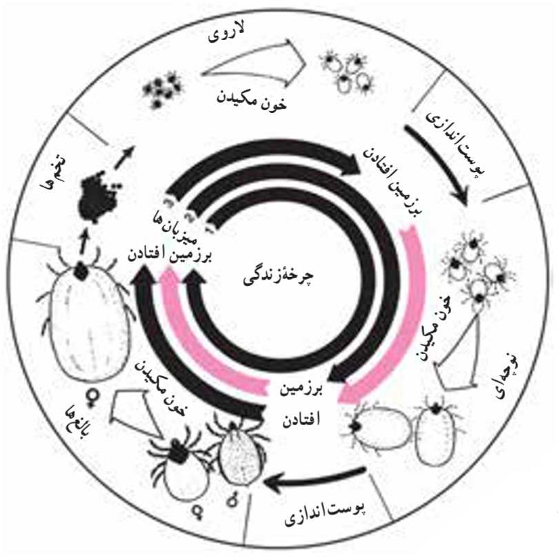 چرخه زندگی کنه