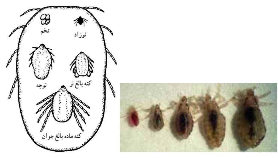 کنه ماده بالغ پس از مکیدن خون