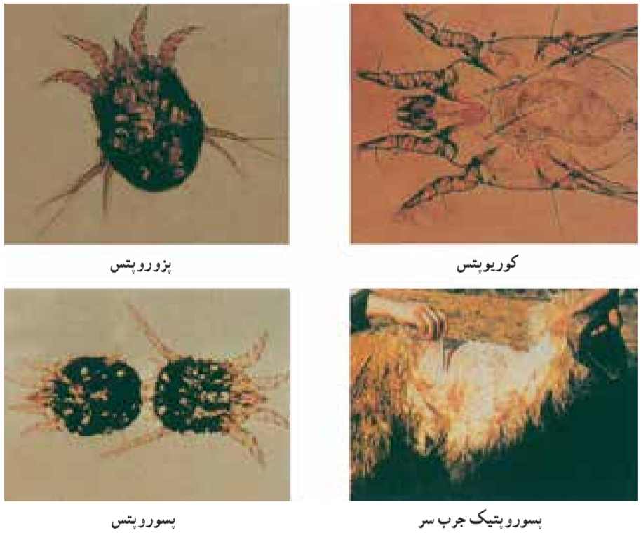 چند نوع جرب