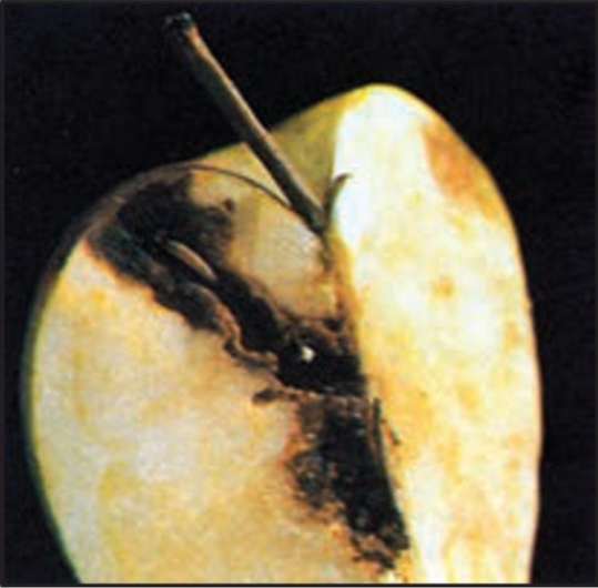 خسارت کرم سیب