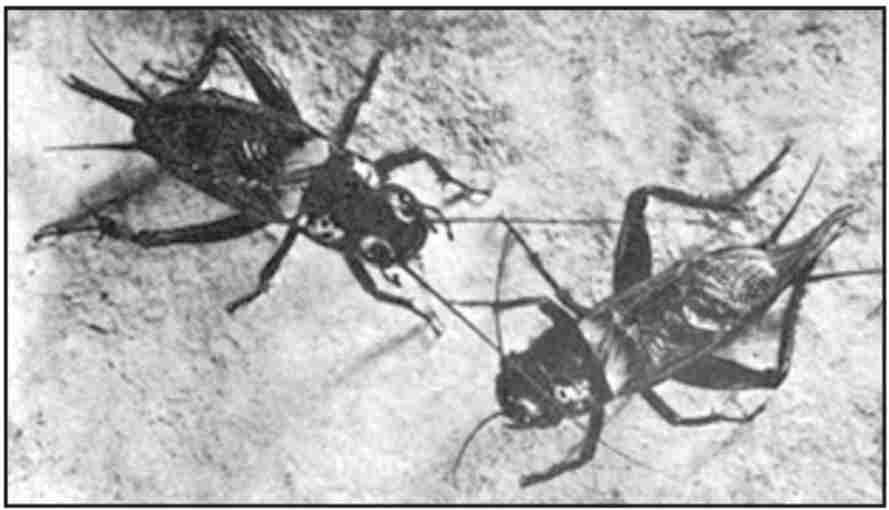 جیرجیرک صحرایی