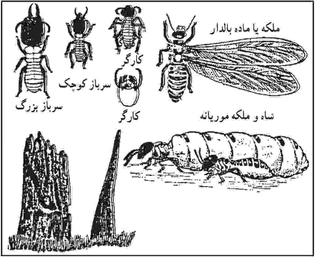 موریانه و انواع افراد کلنی آن