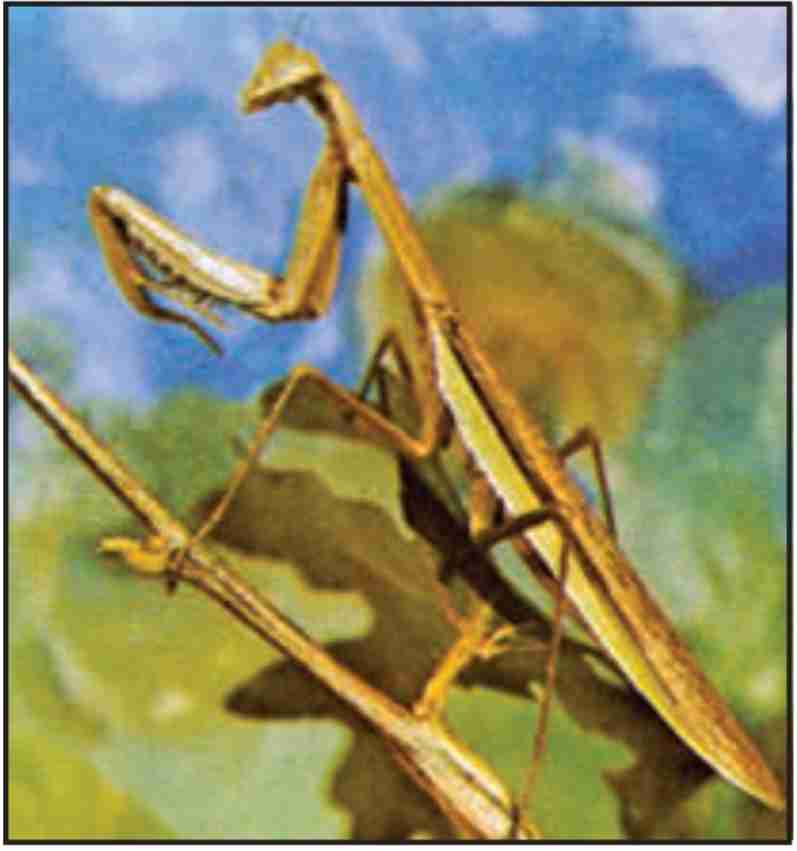 شیخک