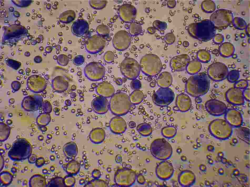 آزمایش تشخیص نشاسته گندم توسط محلول یددار