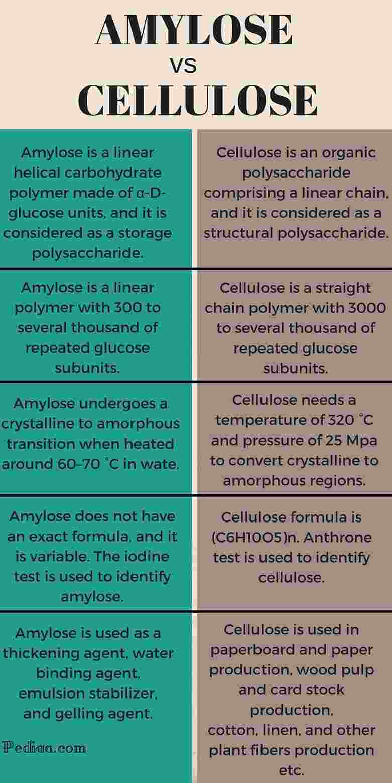 تفاوت آمیلوز با سلولز چیست
