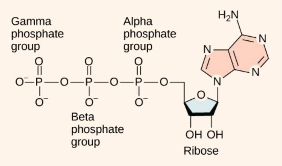 ساختار ATP