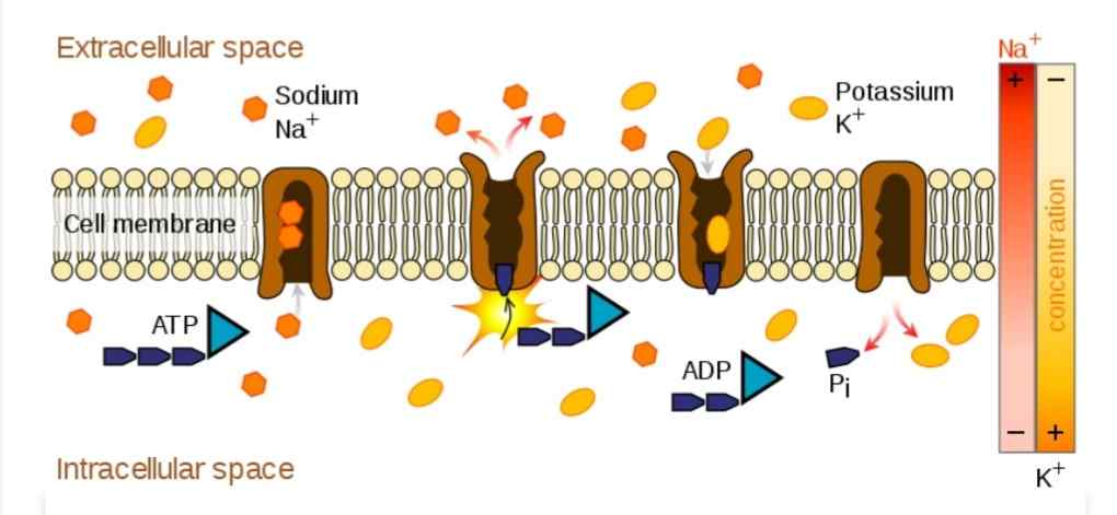 Na+/K+ ATPase