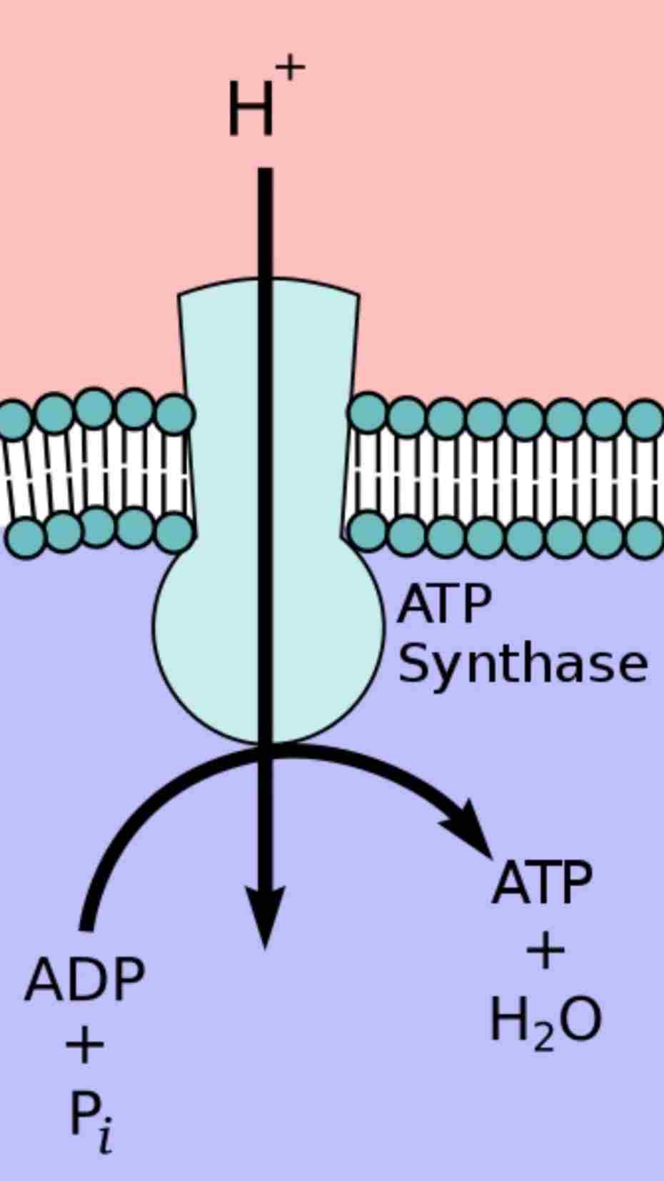 ATP سنتاز