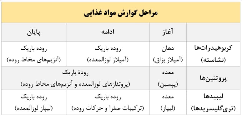 مراحل گوارش مواد غذایی