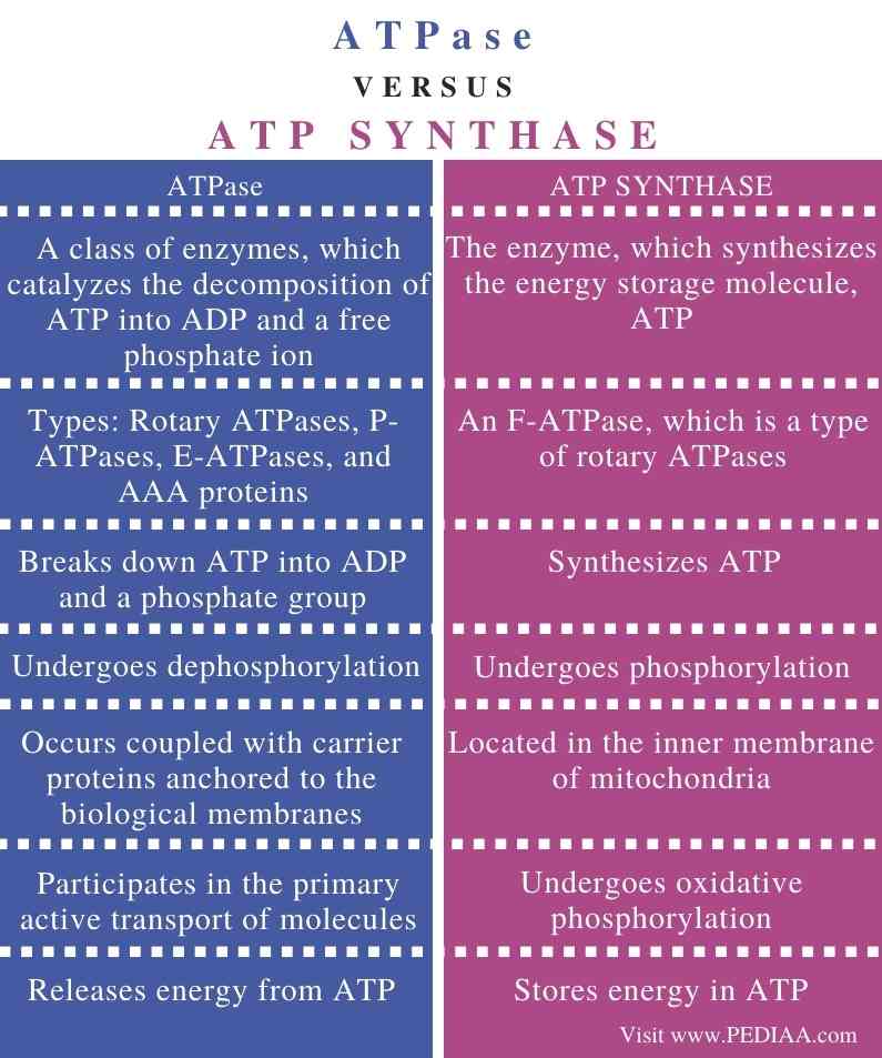 ATP Synthase و ATPase: تفاوت ATPآز و ATP سنتاز چیست