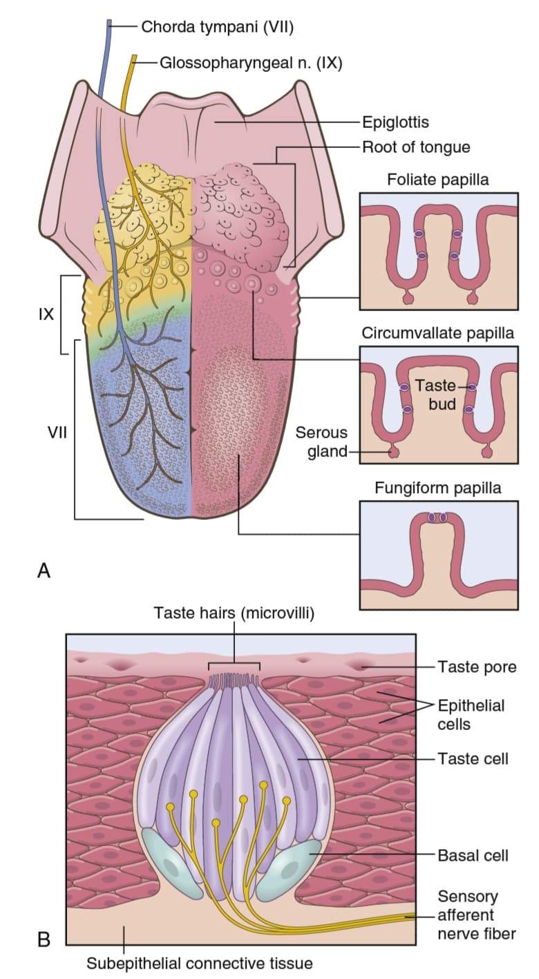 جوانه چشایی