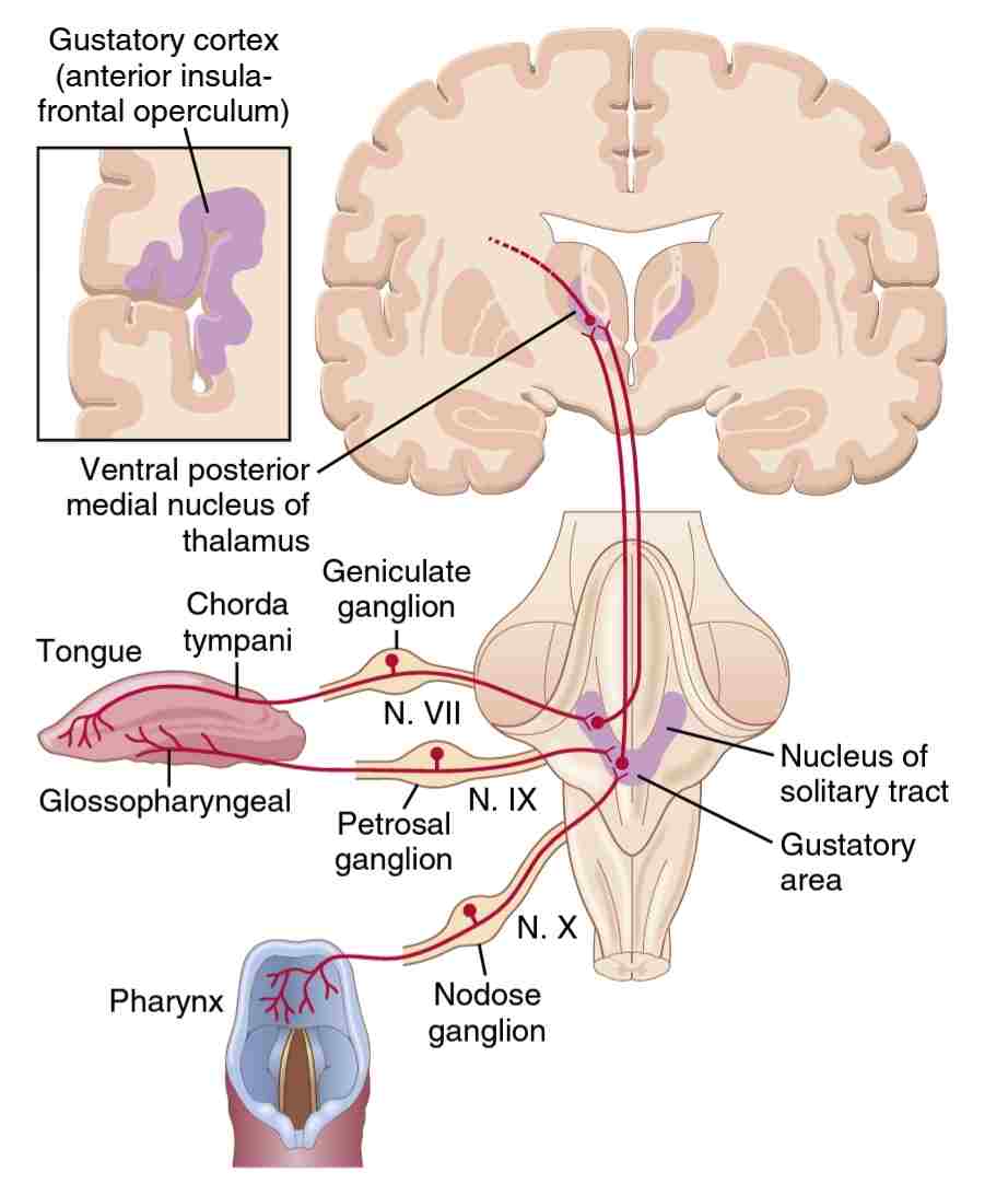 انتقال سیگنال‌های چشایی به سیستم عصبی مرکزی