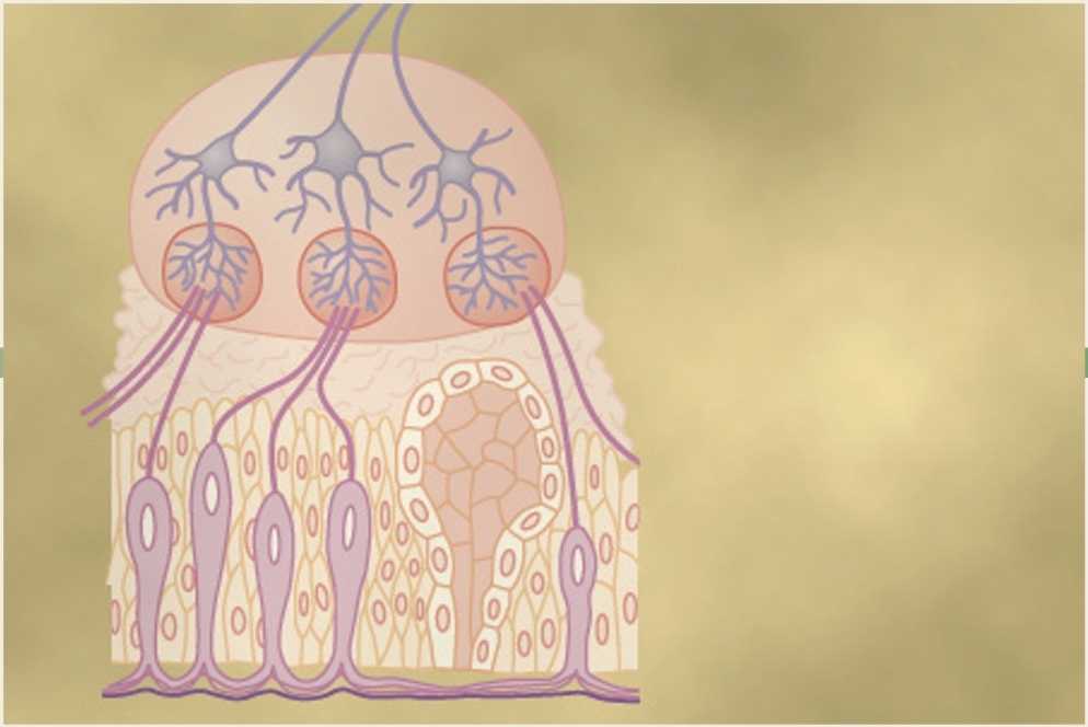 حواس شیمیایی