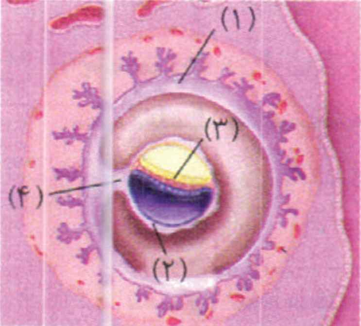 کنکور سراسری– 99 زیست شناسی