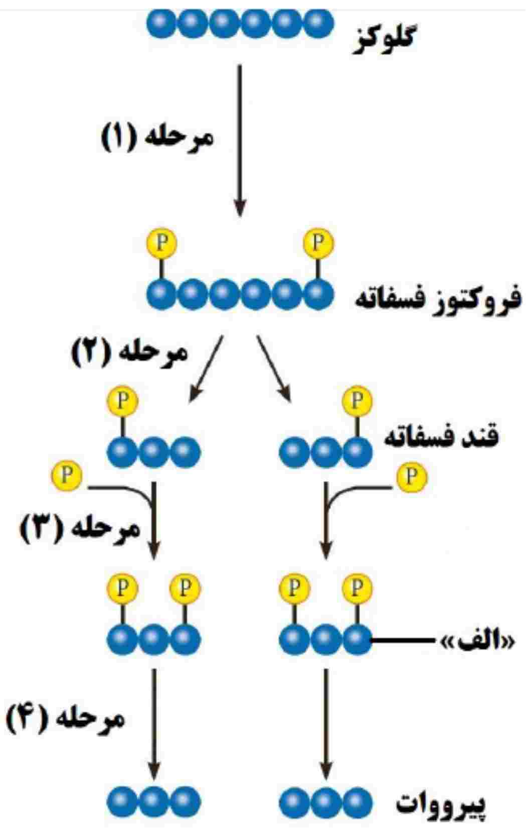شکل زیر مراحل قندکافت (گلیکولیز) را نشان میدهد. با توجه به شکل به سؤالات زیر پاسخ دهید.