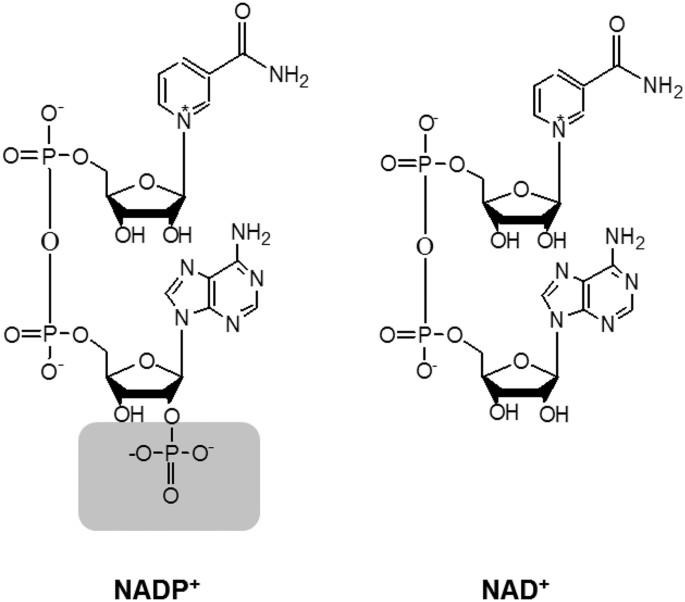 NAD vs NADP