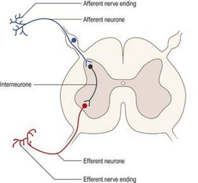 آرایش کلی آوران، وابران و نورون‌های داخلی