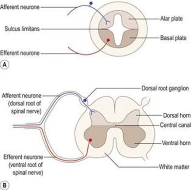 نمایش شماتیک مقاطع عرضی از طریق (A) لوله عصبی در حال رشد و (B) نخاع بالغ