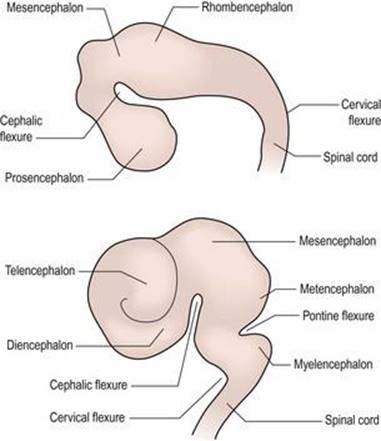  رشد اولیه مغز که (الف) وزیکول‌های اولیه مغز را در حدود 5-4 هفته و (B) وزیکول‌های مغزی ثانویه را در حدود 8-7 هفته نشان می‌دهد