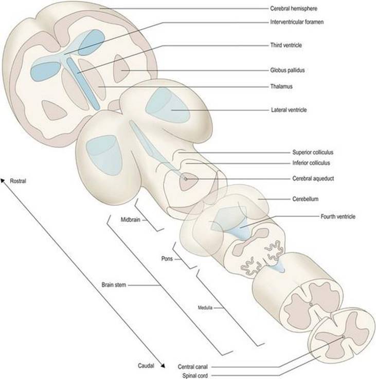 نمایش شماتیک زیربخش‌های اصلی و نشانه‌های مغز
