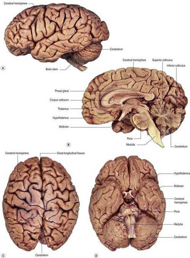 عکس‌های مغز. الف)  جنبه جانبی؛ (ب)  بخش ساژیتال میانه. (ج)  جنبه پشتی؛ (د)  جنبه شکمی