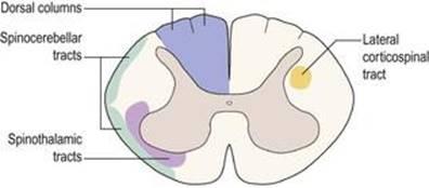 مقطع عرضی از طناب نخاعی که محل مسیرهای فیبر عصبی اصلی صعودی (سمت چپ) و نزولی (سمت راست) را نشان می‌دهد