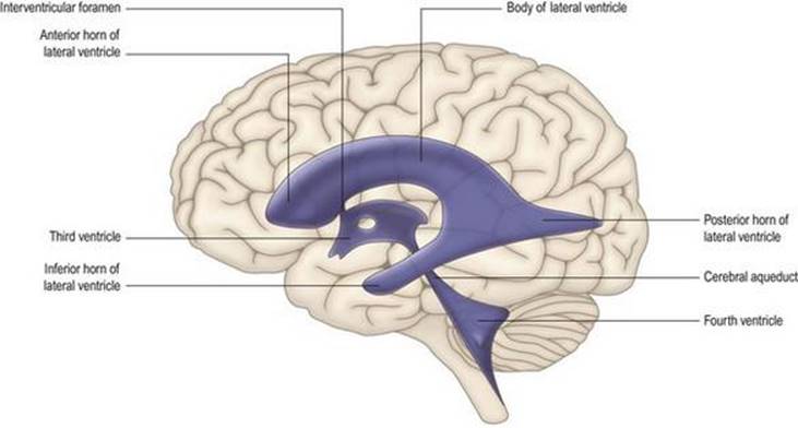 سیستم بطنی مغزی