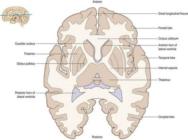 برش افقی از نیمکره مغزی