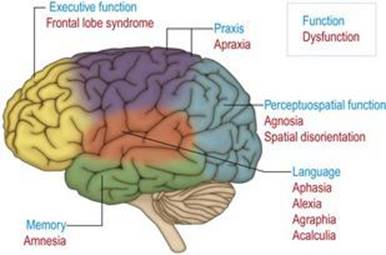 محلی سازی عملکردهای عصبی روانشناختی در نیمکره مغزی و سندرم‌های مرتبط با اختلال عملکرد