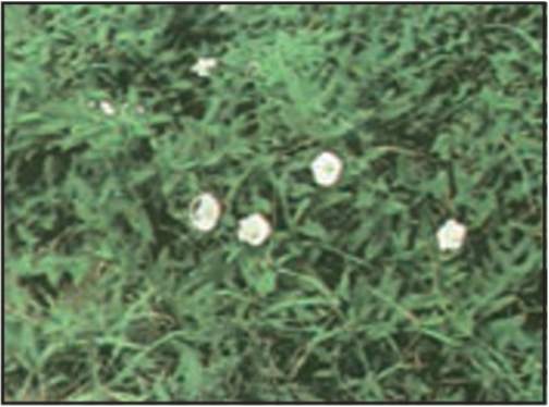 پیچک صحرایی